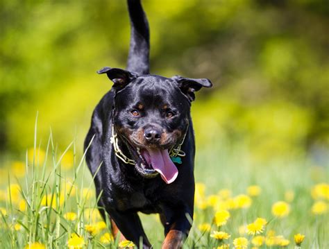 ficken hund|Der Tag, an dem mich unser Rottweiler nahm – readbeast